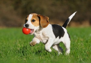 Puppy with ball